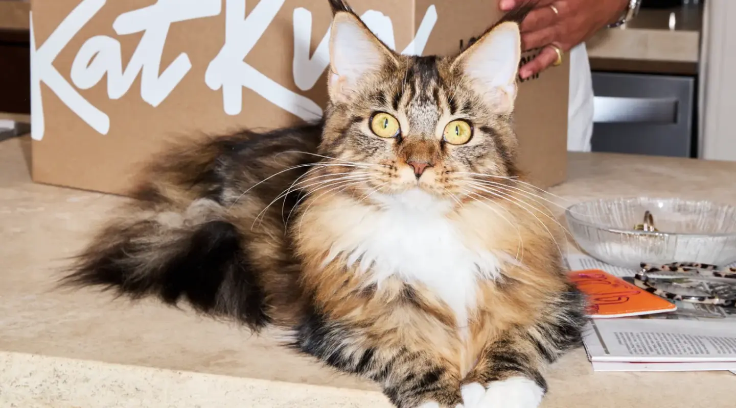 Kot patrzący w obiektyw